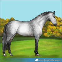 Horse Color:Gray Brown 