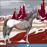 Horse Color:White Spotted Brown Appaloosa 