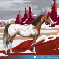 Horse Color:Bay Sabino Splash Appaloosa 