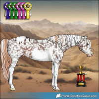 Horse Color:White Spotted Liver Chestnut Tobiano Appaloosa