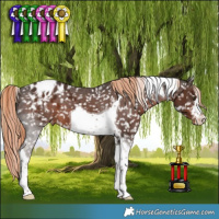 Horse Color:White Spotted Liver Chestnut Tobiano Appaloosa 