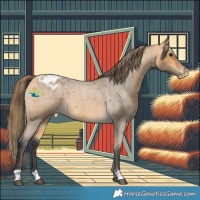 Horse Color:Buckskin Roan Appaloosa 
