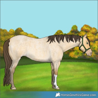 Horse Color:Amber Cream Champagne Roan Dun 