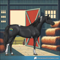 Horse Color:Black Tobiano 