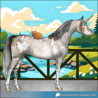 Horse Color:Gray White Spotted Brown Pearl Dun Sabino Brindle 