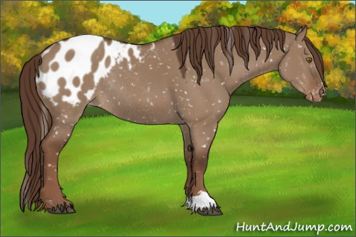 Horse Color:Liver Red Dun Appaloosa Rabicano 