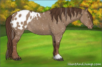 Horse Color:Liver Red Dun Appaloosa Rabicano 
