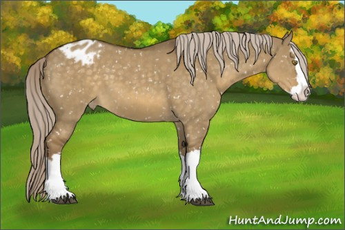 Horse Color:Chocolate Palomino Dun Sabino Splash Appaloosa 