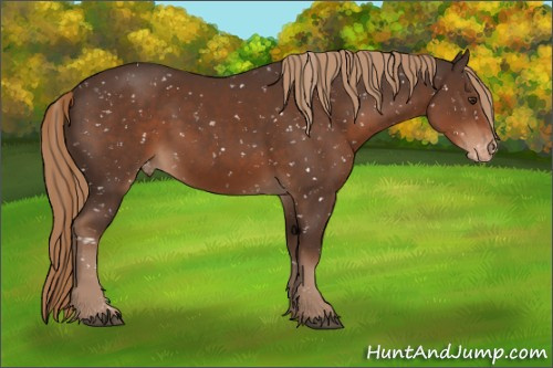 Horse Color:Liver Chestnut Sabino Appaloosa Rabicano 