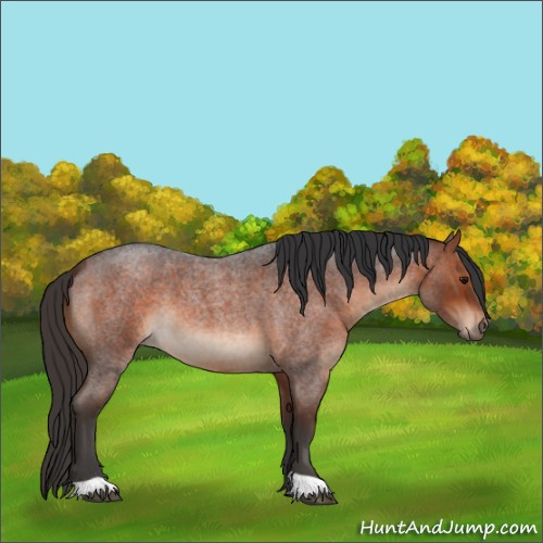 Horse Color:Bay Roan 