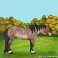 Horse Color:Bay Roan 