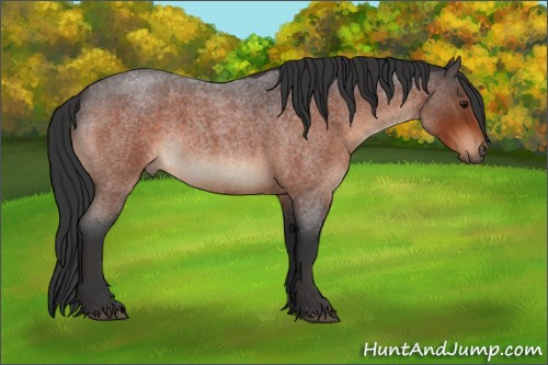 Horse Color:Bay Roan 