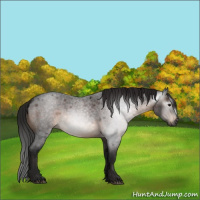 Horse Color:Gray Brown Roan Rabicano