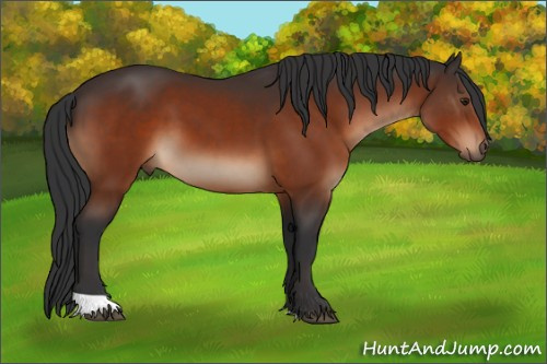 Horse Color:Brown 