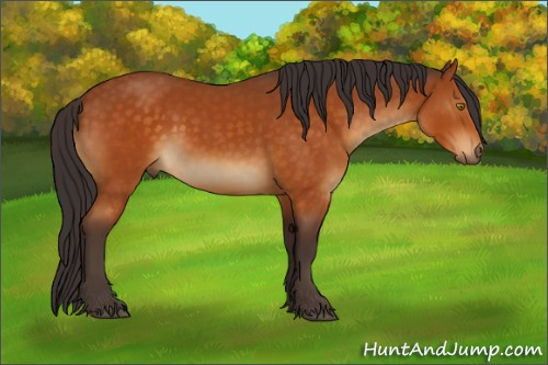Horse Color:Buckskin Rabicano 