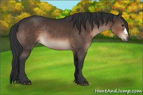 Horse Color:Brown Rabicano 
