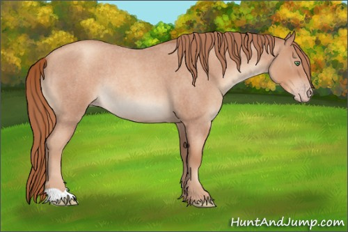 Horse Color:Gold Champagne Roan Rabicano 