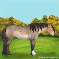 Horse Color:Buckskin Roan 