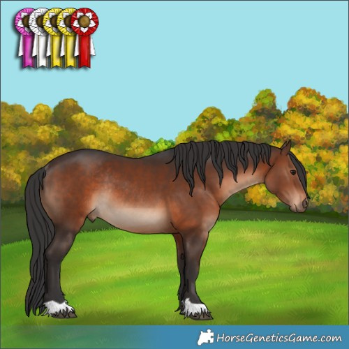 Horse Color:Brown Rabicano 
