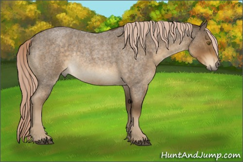 Horse Color:Chocolate Palomino Roan Rabicano 