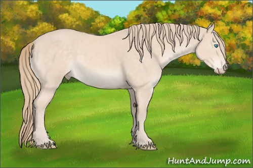 Horse Color:Perlino Rabicano 