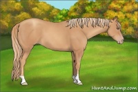 Horse Color:Gold Champagne 