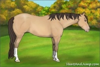 Horse Color:Amber Champagne 