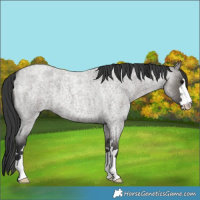 Horse Color:Grullo Roan 