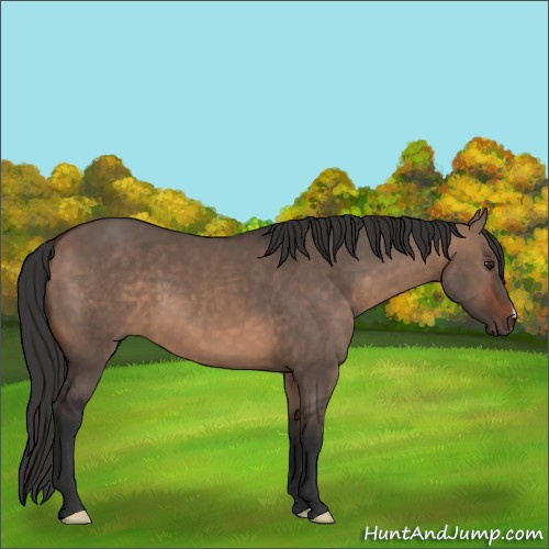 Horse Color:Brown Dun 