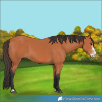 Horse Color:Bay Sabino 