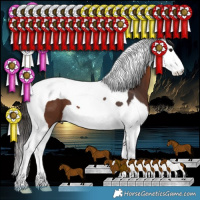 Horse Color:Bay Splash Tobiano