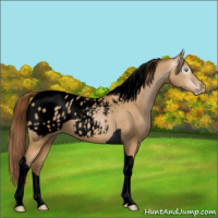 Horse Color:Gray Void Buckskin Pearl Tobiano Appaloosa 