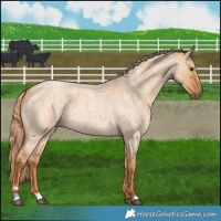 Horse Color:Red Dun Roan 
