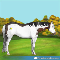 Horse Color:Brown Sabino Splash Frame Rabicano