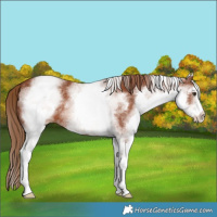 Horse Color:White Spotted Chestnut 
