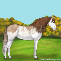 Horse Color:Red Dun Splash  and Red Dun Splash 