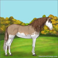 Horse Color:Red Dun Splash  and Red Dun Splash 