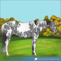 Horse Color:White Spotted Black Ice 