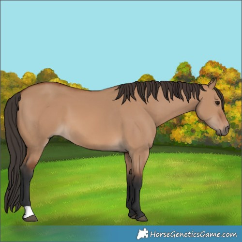 Horse Color:Bay Dun 