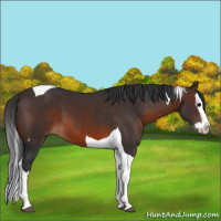 Horse Color:Brown Splash Tobiano 