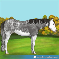 Horse Color:White Spotted Liver Chestnut Ice Splash 