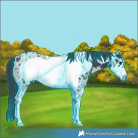 Horse Color:Thunderstruck Black Ice Frame 