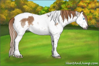 Horse Color:Gray Liver Red Dun Splash Tobiano 