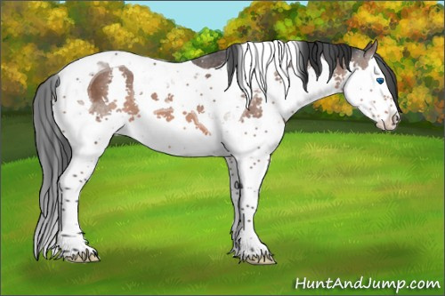 Horse Color:Brown Splash Tobiano 