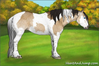 Horse Color:Gray Buckskin Dun Splash Tobiano Rabicano 