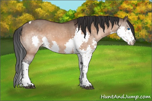 Horse Color:Brown Dun Splash Tobiano 