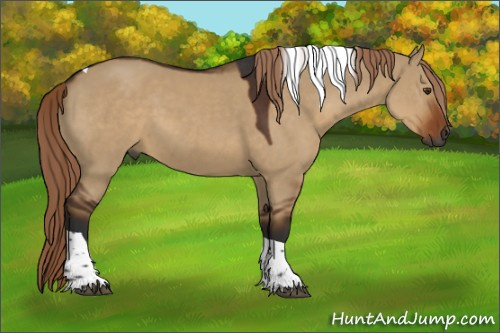 Horse Color:Gray Liver Red Dun Tobiano 