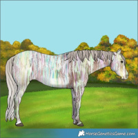 Horse Color:Silver Bay Ice Frame 