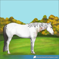 Horse Color:Bay Ice Tobiano Frame 