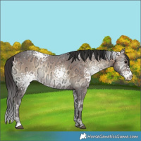 Horse Color:White Spotted Bay Ice Onyx Rabicano 